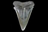 Fossil Mako Shark Tooth - Georgia #75229-1